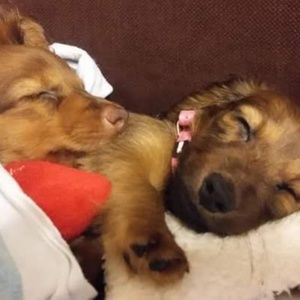 Meet your Posher, Danny